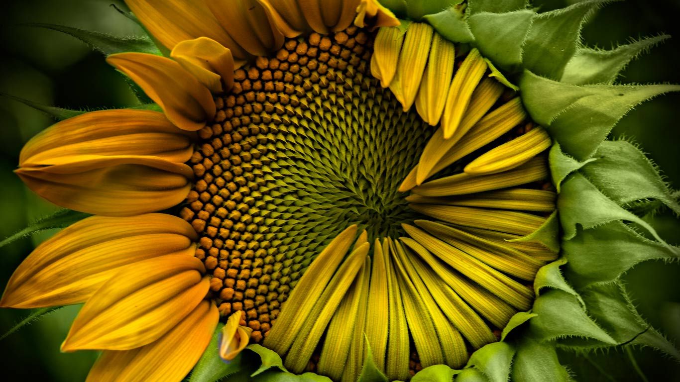 Immature sunflower