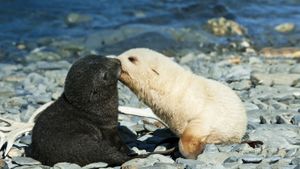 南佐治亚州财神湾，正在亲吻的一对南极海狗 (© Daisy Gilardini/Photographer's Choice/Getty Images)(Bing China)