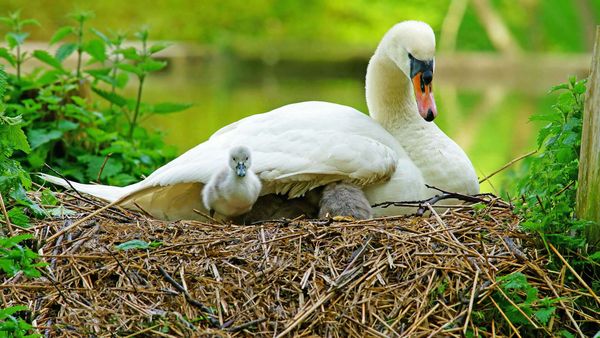 Swan and her cygnets on a nest in Stroud, Gloucestershire
