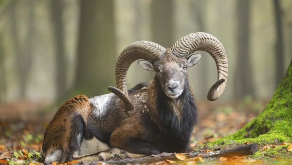 Europäisches Mufflon (Widder) im Herbstwald, Bayern