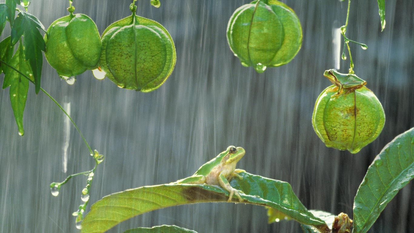 Japanese tree frogs