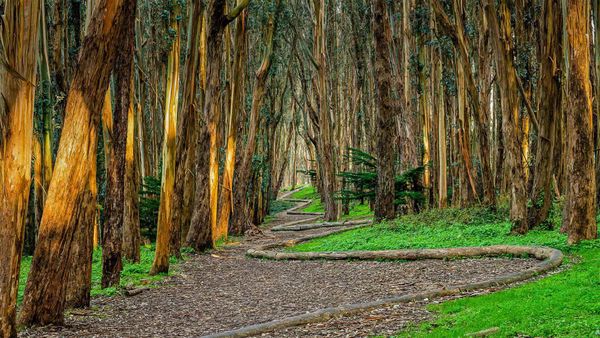 Andy Goldsworthy\'s Wood Line installation along Lovers\' Lane in the Presidio of San Francisco, California, USA