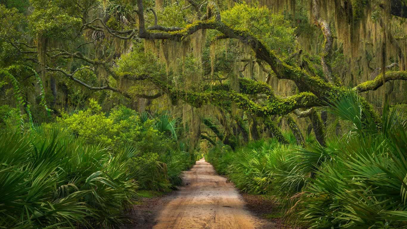 Maritime forest on Cumberland Island, Georgia