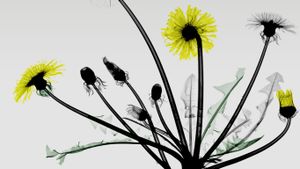 Fleurs de pissenlit aux rayons X (© Arie van 't Riet/Science Photo Library)(Bing France)