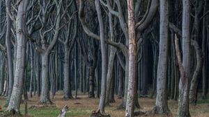 Gespensterwald, Nienhagen, Mecklenburg-West Pomerania, Germany (© mauritius images GmbH/Alamy Stock Photo)(Bing United Kingdom)