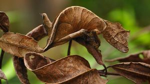 马达加斯加，昂达西贝国家公园，正在模仿树叶的叶尾壁虎 (© Thomas Marent/Corbis)(Bing China)