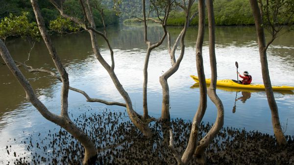 Man canoes in Marramarra Creek, New South Wales, Australia