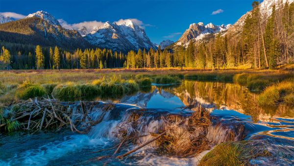 Beaver dam in the Sawtooth National Forest, Idaho, USA
