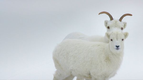 Dall sheep, Yukon, Canada