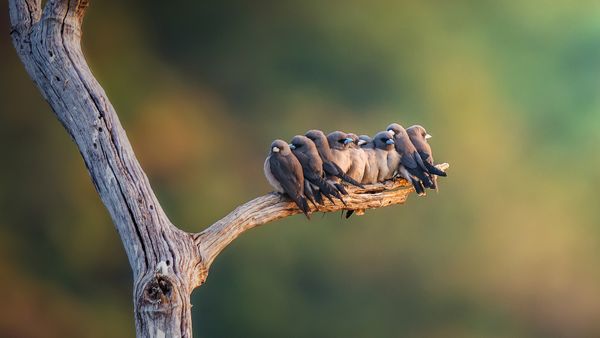 Family of ashy woodswallows perched on a branch