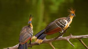 两只麝雉栖息枝头，巴西 (© Morten Ross/500px)(Bing China)
