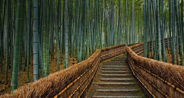 Bamboo lined path at Adashino Nembutsu-ji temple in Kyoto, Japan