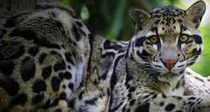 Clouded Leopard lying in a tree -- Penny Adams/Photolibrary &copy; (Bing United States)