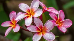Plumeria-Blumen, Hawaii, USA (© Miranda Jans/Getty Images)(Bing Deutschland)