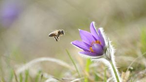 Honigbiene im Anflug auf die Blüte einer Gewöhnlichen Kuhschelle (Pulsatilla vulgaris), Oberpfalz, Bayern, Deutschland (© Radius Images/Offset)(Bing Deutschland)