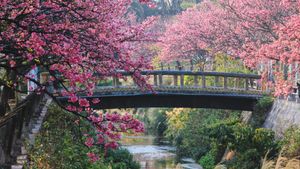 日本一早い桜、沖縄 (© @hapidayss/Getty Images)(Bing Japan)