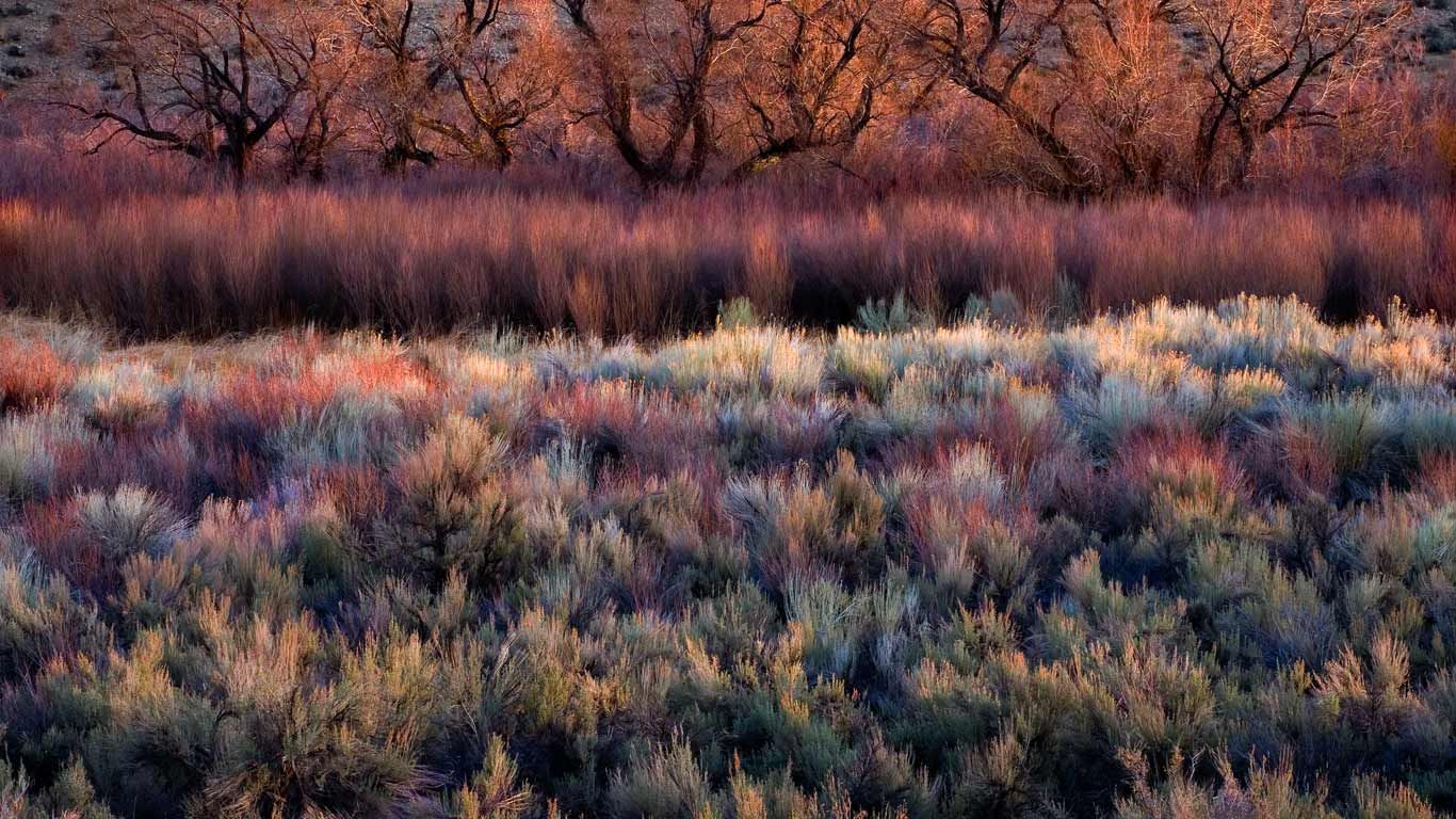 Foliage, including cottonwoods, willows, sage, and rabbitbrush in California's Owens Valley