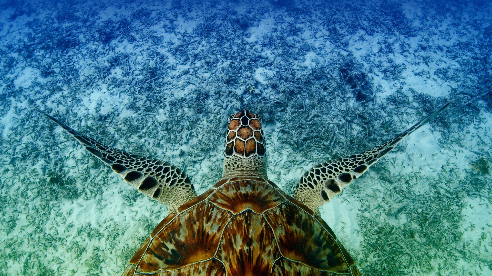 Hawksbill sea turtle swimming near Akajima, Okinawa, Japan