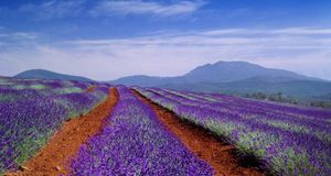 Lavender field in Tasmania, Australia -- SIME/eStock Photo &copy; (Bing New Zealand)