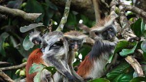 Zanzibar red colobus monkeys in Zanzibar, Tanzania (© Thomas Marent/Minden Pictures)(Bing United States)