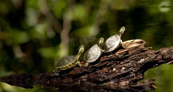 Three little turtles getting ready to dive into a pond at Duke Gardens, Durham, NC