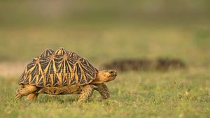 印度星龟，斯里兰卡 (© Robin Chittenden/Minden Pictures)(Bing China)