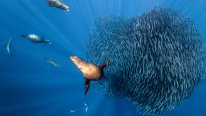 California sea lions hunting a sardine bait ball, offshore Mexico, Pacific Ocean (© Henley Spiers/Nature Picture Library)(Bing United Kingdom)