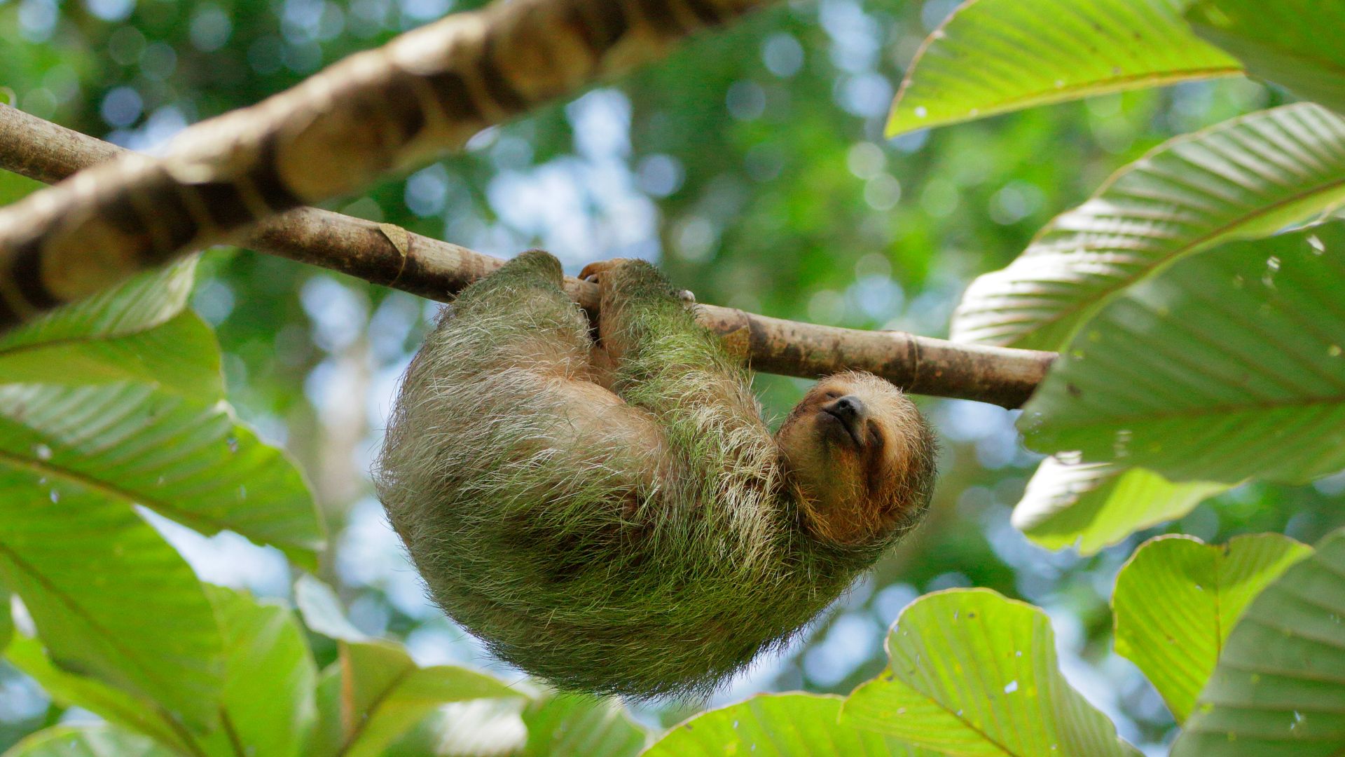 Brown-throated three-toed sloth sleeping in cecropia tree, Costa Rica