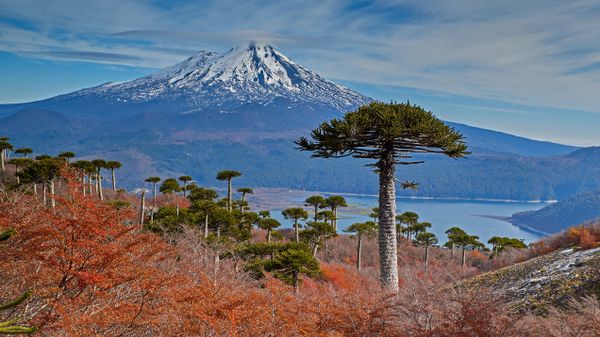 Llaima Volcano with Araucaria trees in the foreground, Conguillío National Park, Chile