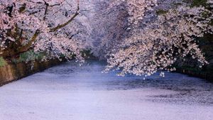 弘前公園の桜, 青森 (© Martin Bailey/Offset/Shutterstock)(Bing Japan)
