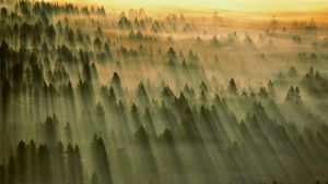 ｢ギフォード・ピンショー国有林｣アメリカ, ワシントン州 (© Art Wolfe/Getty Images)(Bing Japan)