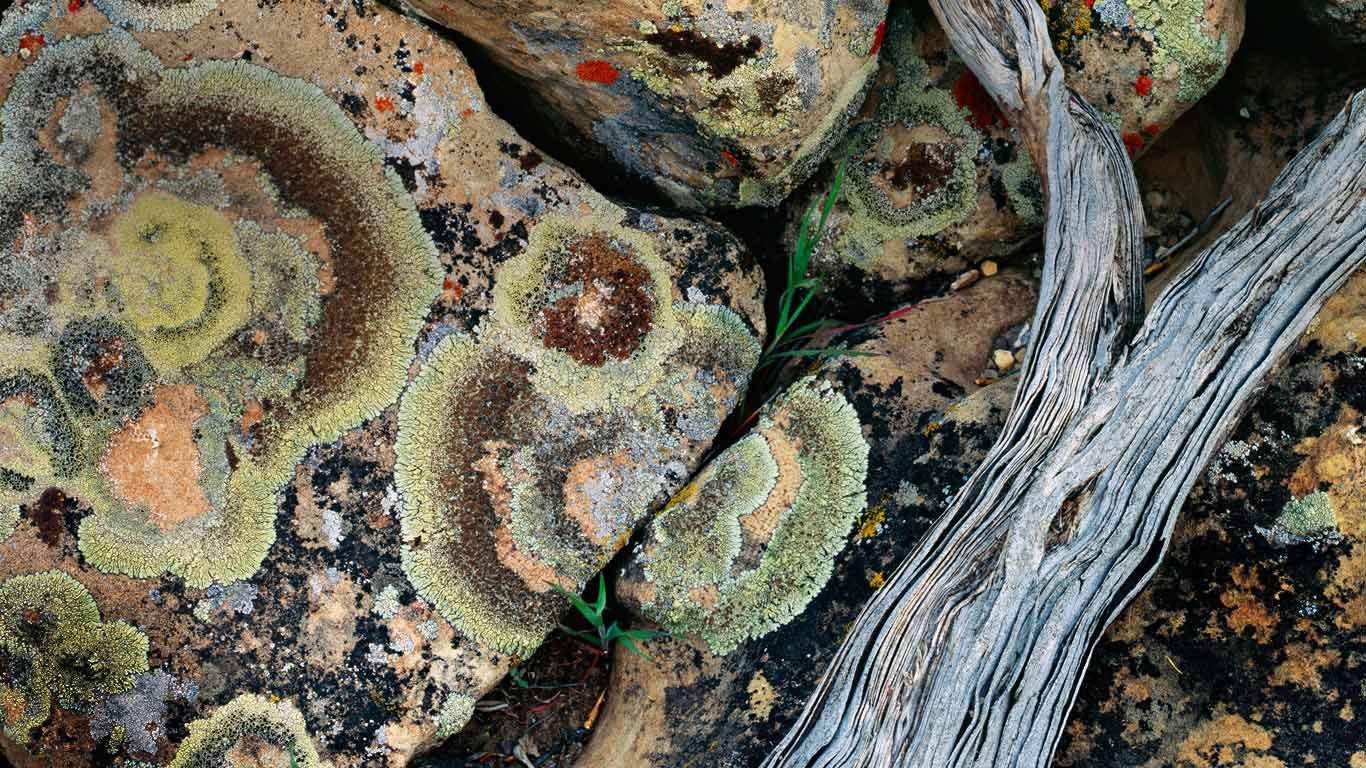 Lichen on rocks, Desolation Canyon, Utah, USA