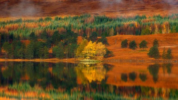 Larch trees at Loch Tulla in the Highlands of Scotland