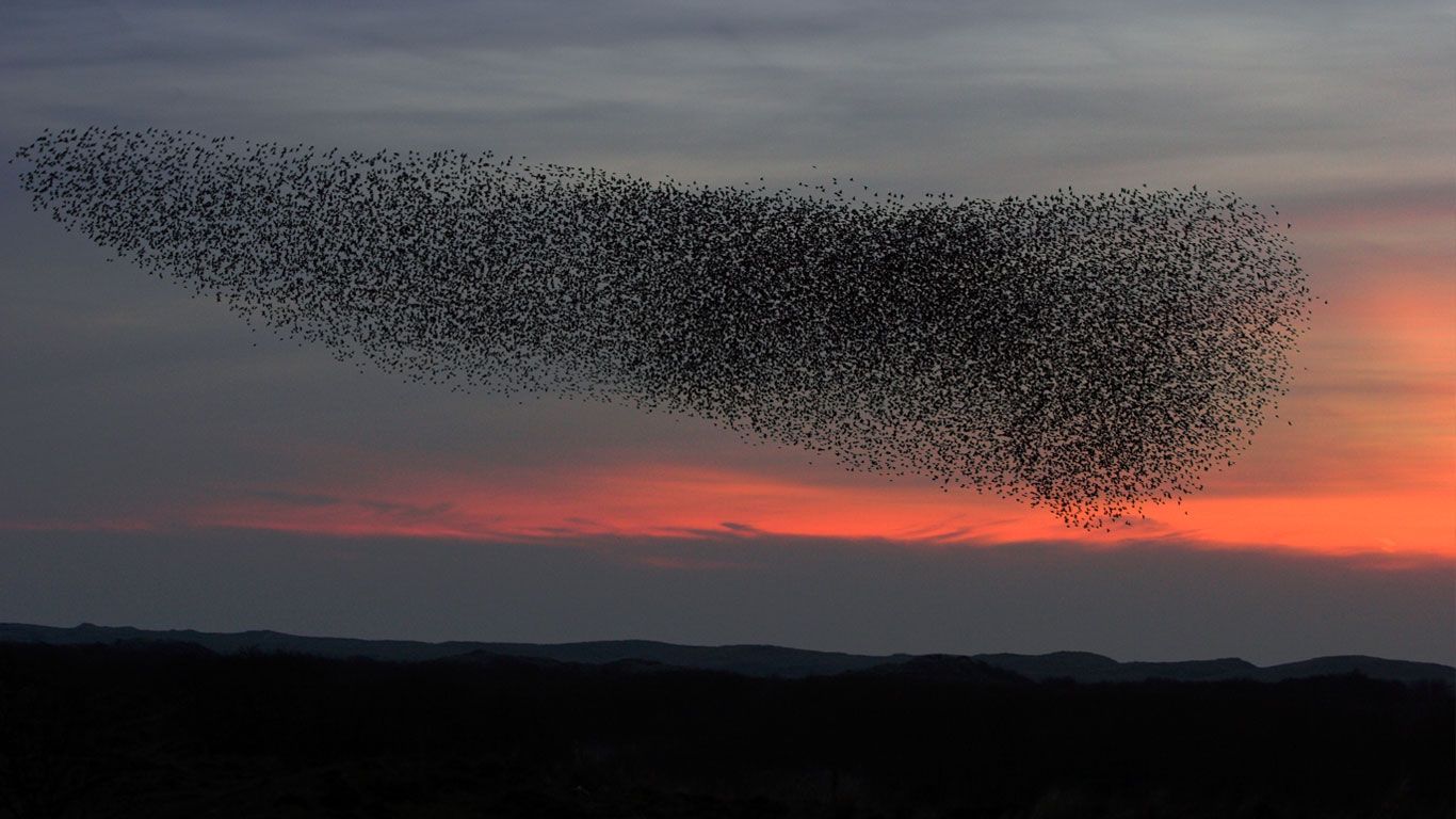Starling flock at dusk