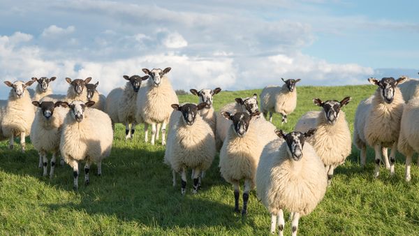 Gregge di pecore di Swaledale nel North Yorkshire, Inghilterra