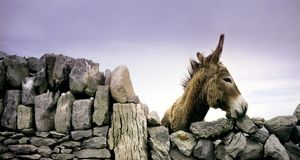 Donkey looking over an ancient rock wall in Ireland -- Ryan Donnell/Corbis &copy; (Bing New Zealand)