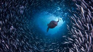 ｢魚のトンネルを抜けるガラパゴスアシカ｣エクアドル, ガラパゴス諸島 (© David Fleetham/Visuals Unlimited, Inc.)(Bing Japan)