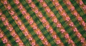 Vue aérienne d’un verger de poiriers en pleine floraison près de Chesnee, Caroline du Sud, États-Unis (© Harrison Shull/Aurora Photos) &copy; (Bing France)