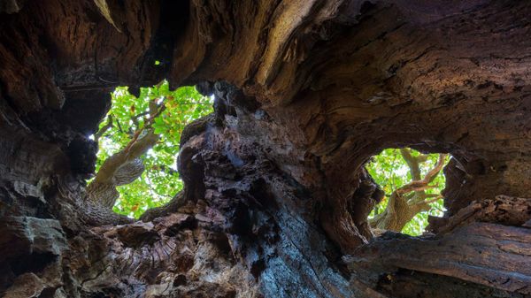 View up to the canopy through holes in an old English oak, Sherwood Forest, Nottinghamshire