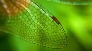 Close-up of a dragonfly wing (© Azwar Thaufeeq/500px/Getty Images)(Bing New Zealand)