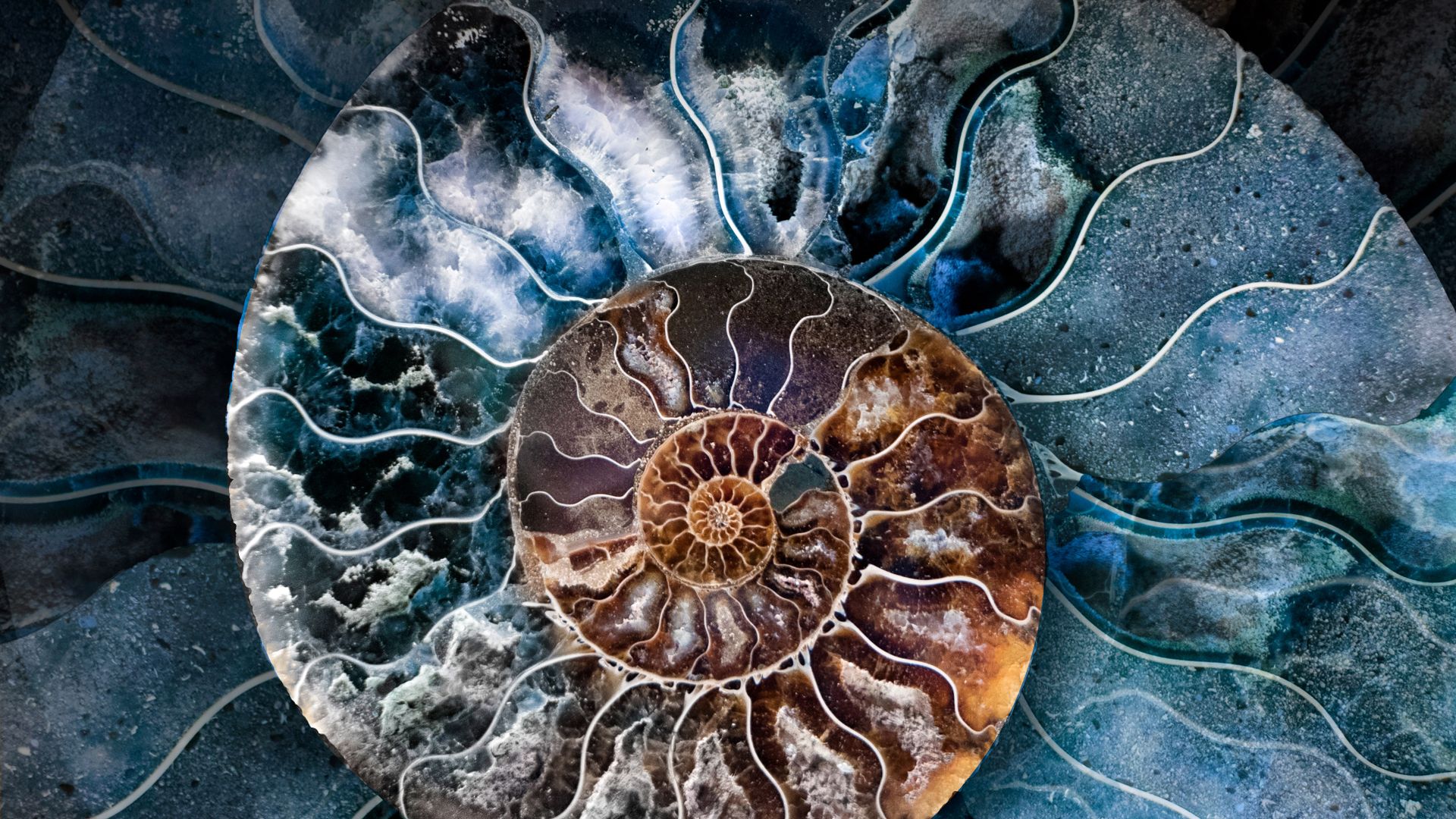 Fossilised ammonite shell