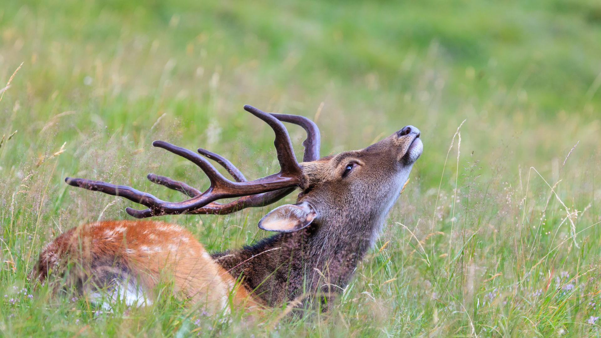 Cerf sika dans l’herbe, parc de Merlet, Haute-Savoie