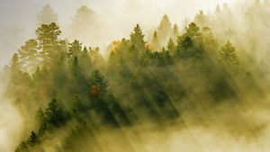 Rayons de soleils s’infiltrant à travers les nuages flottant au-dessus d’une forêt de conifères, Massif des Vosges (© Radomir Jakubowski/Minden Pictures)(Bing France)
