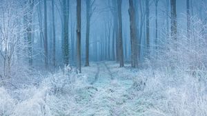 白霜覆盖下的山毛榉林，英格兰多塞特郡 (© Guy Edwardes/Minden Pictures)(Bing China)