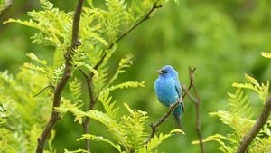 An indigo bunting perched on a branch, Texas, USA (© Jeff R Clow/Getty Images)(Bing New Zealand)