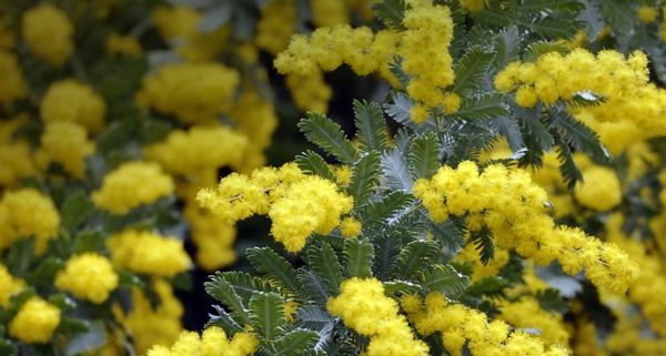 Bailey´s Wattle Acacia flowers