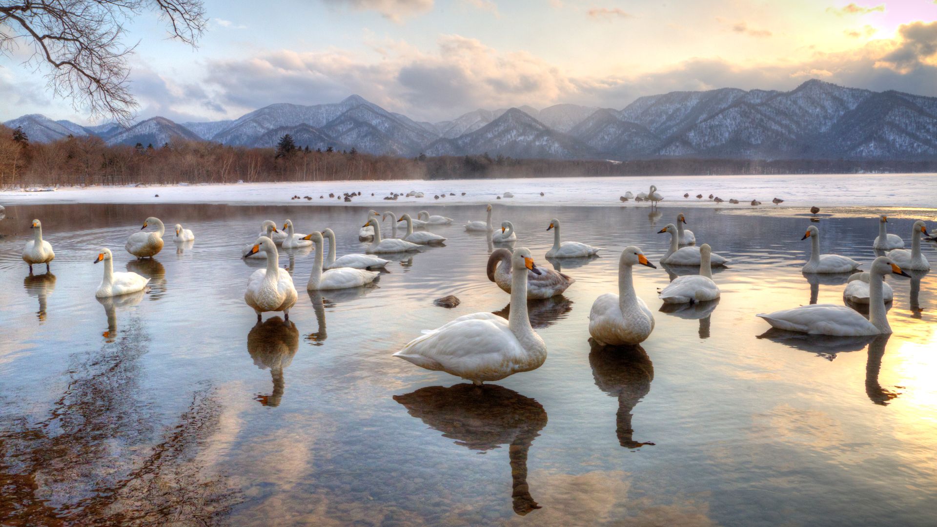 Cigni sevatici nel Lago di Kussharo, Giappone