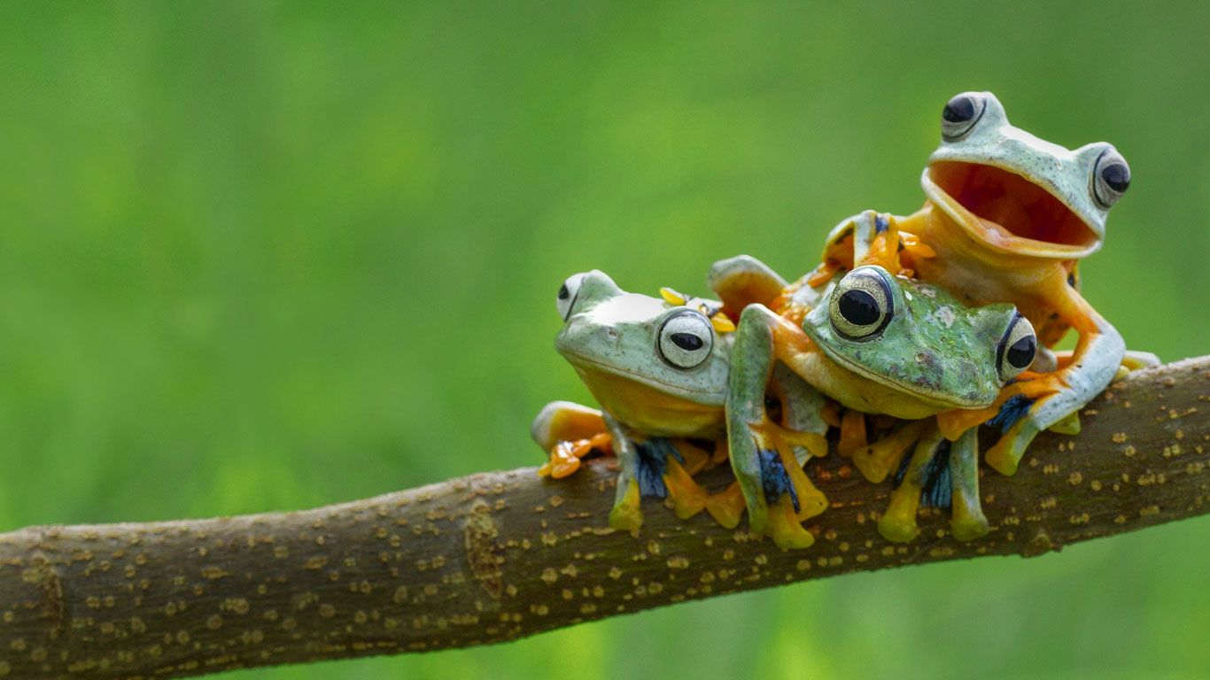 Black-webbed tree frogs