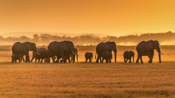Elefanti africani, Parco Nazionale di Amboseli, Kenya