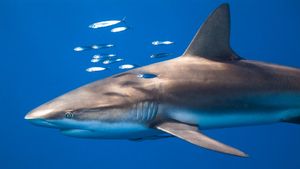 女王花园群岛的镰形真鲨，古巴 (© Christian Vizl/Tandem Stills + Motion)(Bing China)